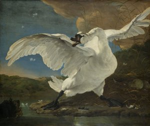 De bedreigde zwaan